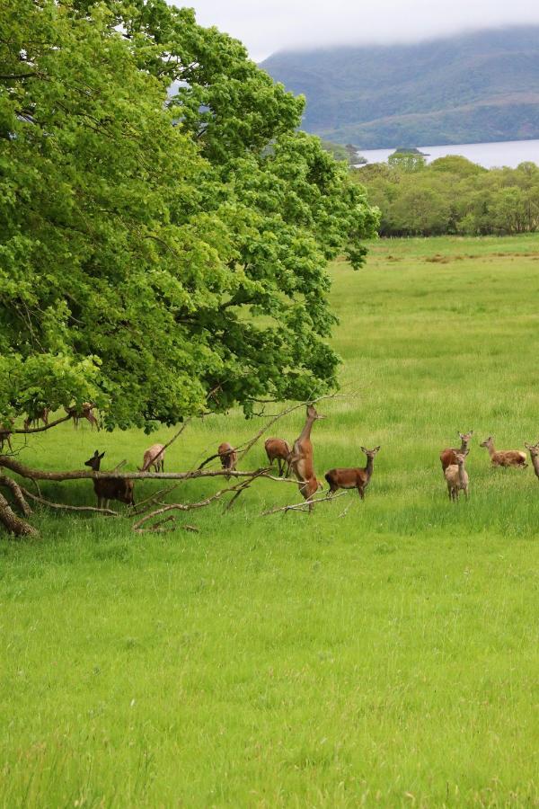 Mount Alohert House Killarney Eksteriør bilde